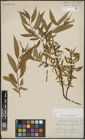 Foto von Salix alba L. x Salix pentandra L.